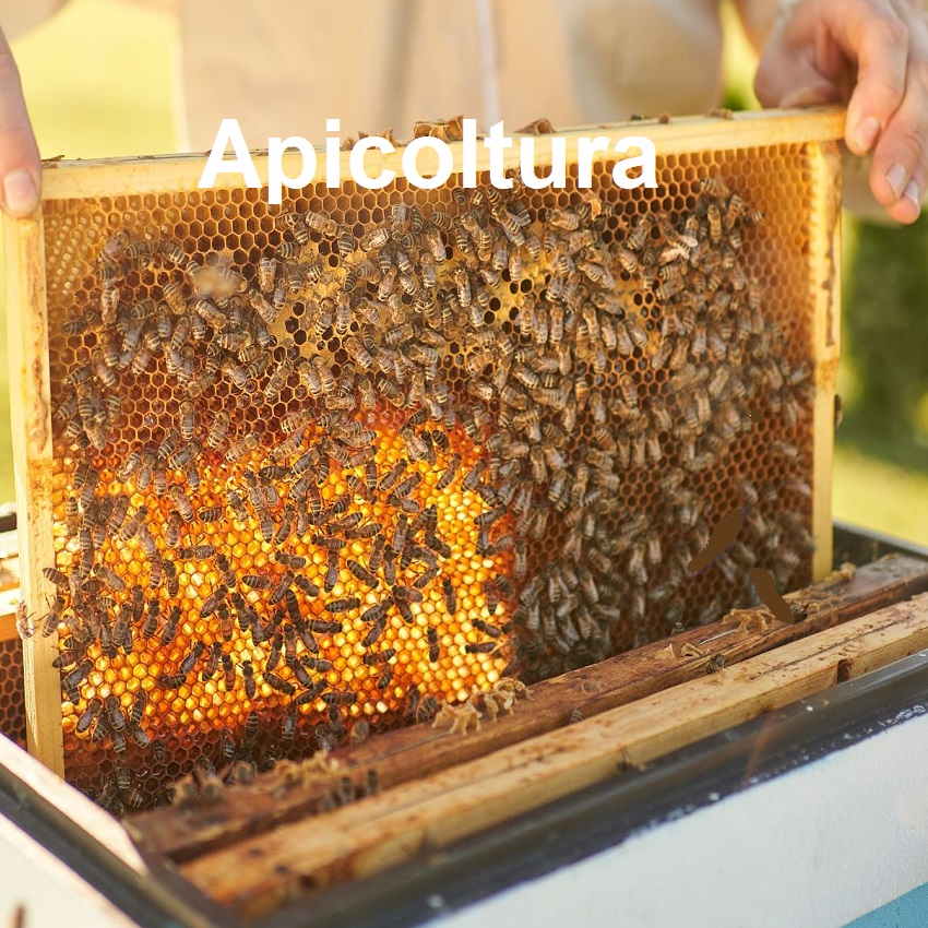 apicoltura